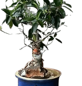 Fig Bonsai 22 yrs old