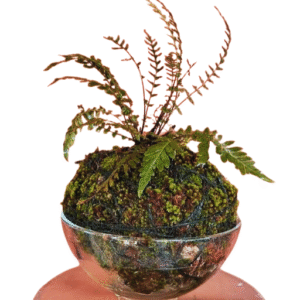 Kokedama Moss Ball