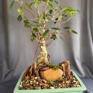 Fig Bonsai 22 yrs old