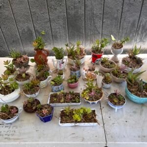 Artisan Succulent & Cactus Dish Garden