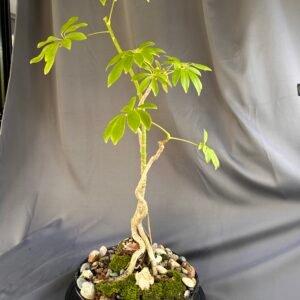 29yr Old Root-on-Rock Bonsai