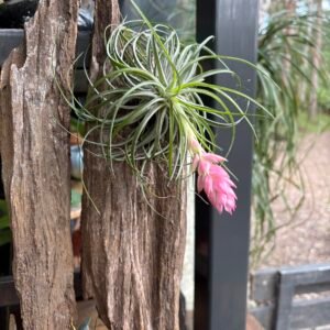 Flowering Tillandsia Air Plant