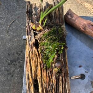 Artisan Native Orchid Wood Mount