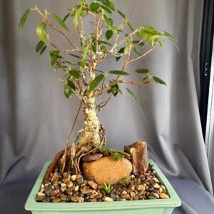 Quarter-Century Living Art: 25yr Old Fig Bonsai on Rock