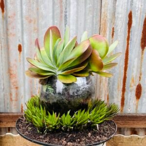 Towering Pancake & Haworthia Succulent Display